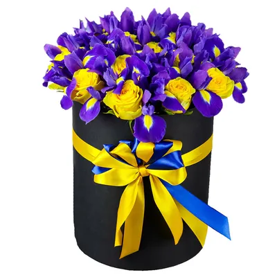 Фото коллекция фиолетовых бабочек для вашего сайта