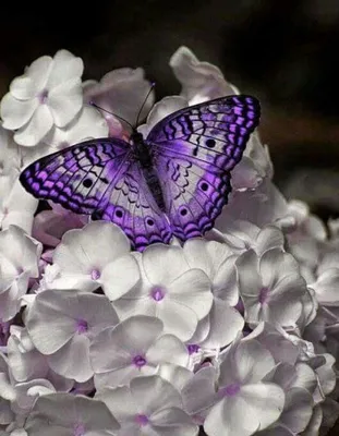 Красивые бабочки на фото в великолепном исполнении