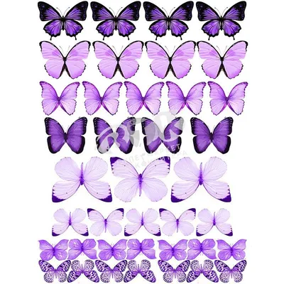 Изображение фиолетовых бабочек в формате WebP