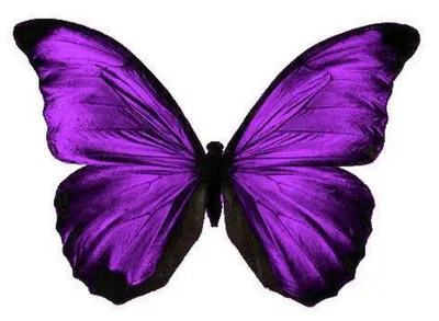 Фотка фиолетовых бабочек на обои вашего устройства