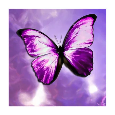 Картинка прекрасных фиолетовых бабочек для декоративных целей