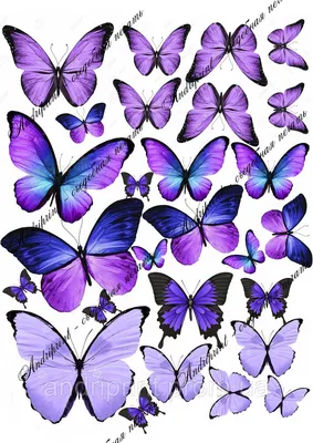 Фотофон фиолетовых бабочек на экране вашего телефона