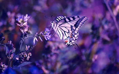 Картинка с фиолетовыми бабочками разнообразных видов