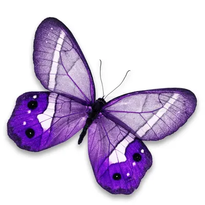 Фото фиолетовых бабочек на фоне красивых пейзажей