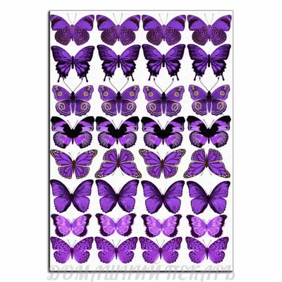 Фиолетовые бабочки на фото