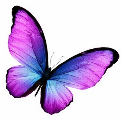 Картинка с уникальными фиолетовыми бабочками на сайте