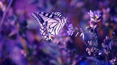 Изображение фиолетовых бабочек для дорожных афиш