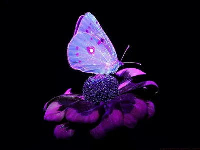 Фотка фиолетовых бабочек в живых красках