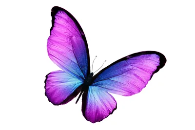 Фото отборной коллекции фиолетовых бабочек
