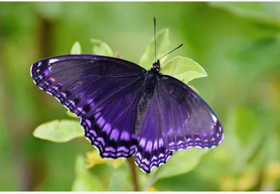 Изображение фиолетовых бабочек для фотообоев