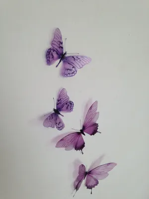 Красивые бабочки на фото в фиолетовых оттенках