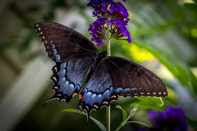 Фото отличной коллекции фиолетовых бабочек