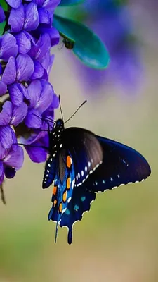 Изображение фиолетовых бабочек для сохранения и использования