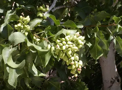 Фисташки дерева: уникальный взгляд на природу (фото)