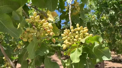 Фисташковое дерево, которое заставляет замирать сердца: фото