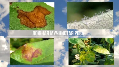 Фитофтора на розах: доступные форматы изображения