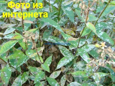 Фотка фитофторы на розах: выбор png-формата для загрузки