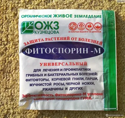 Фотография фитофторы на розах: возможность выбрать размер изображения