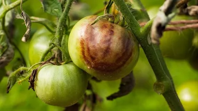 Фитофтора на розах: фото в высоком качестве с выбором размера