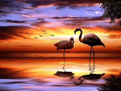 Фламинго на закате  фото
