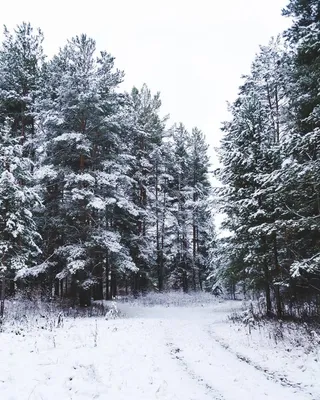 Зеленое лекарство: фон в лесной роще на фотографии