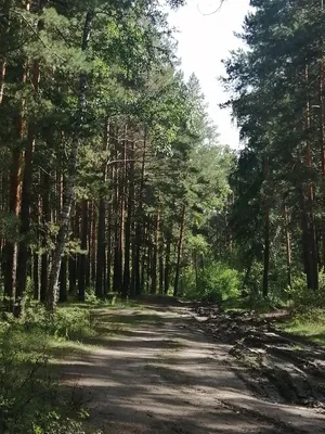 Лесной рисунок в HD качестве на рабочий стол.