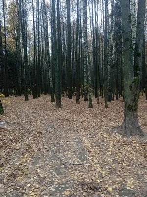 Загадочный лес на фотографии: атмосфера волшебства.