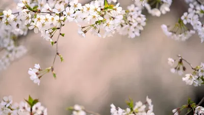 Весенний фон: встречайте сезон цветения