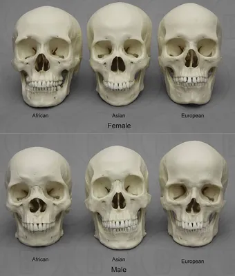 Формы черепа человека в высоком разрешении