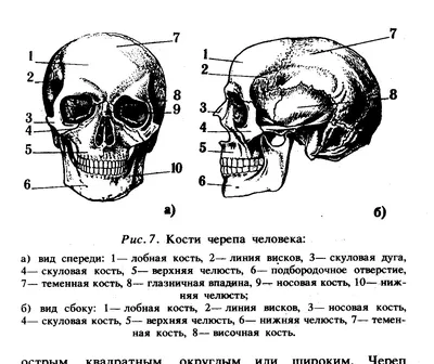 Интересные фотографии: формы черепа человека