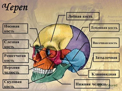 Фото человеческого черепа: изображения высокого качества