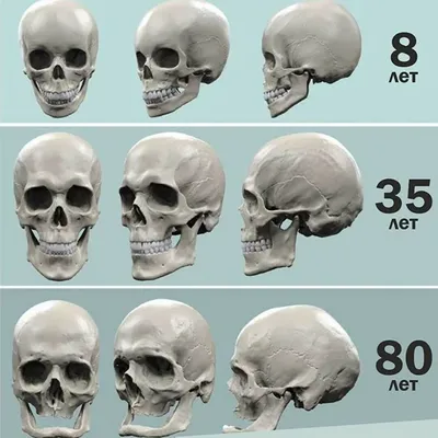 Формы черепа человека: различные размеры и форматы