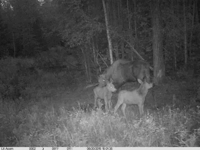 Волшебные кадры в лесу: фотоловушки оживляют природу