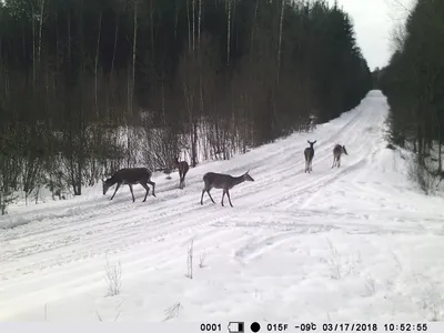 Захватить моменты дикой природы: лесные фотоловушки всегда на страже