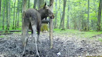 Лесные глаза: интересные снимки, сделанные фотоловушками