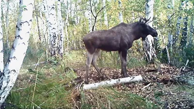 Удивительные фото леса: скачайте и наслаждайтесь красотой