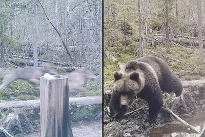 Лесные виды на фотографиях: скачать бесплатно в хорошем качестве