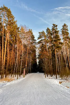 Картинка в лесу: Прогулка в сказочной атмосфере