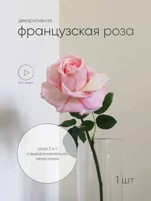 Фотка Французской розы: создайте романтическое настроение