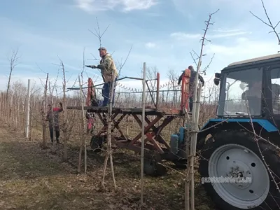 Уникальные рисунки фруктовых деревьев в HD качестве