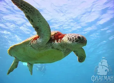 Фотка под водой: Индийский океан в уникальных кадрах под морской гладью