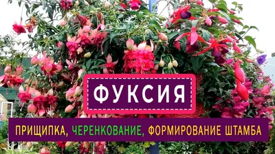 Фуксия: изумительная цветочная красота