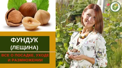 Фото в хорошем качестве фундука: ощути природу