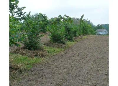 Удивительное изображение фундука дерева в HD качестве на рабочий стол.