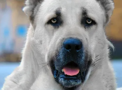 Собака породы Гампр на фото в профиль