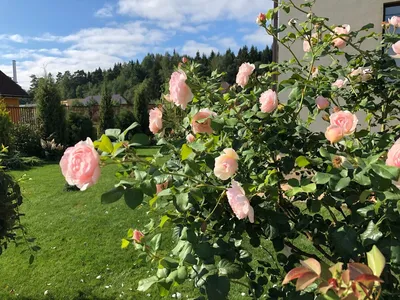 Изображение газона с красивыми розами