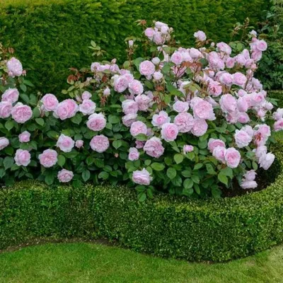 Фото газона с разнообразными розами