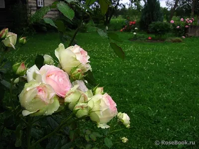 Красивые розы на газоне