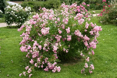 Изображение газона с красивыми розами