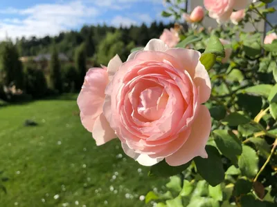Картинка газона с разноцветными розами